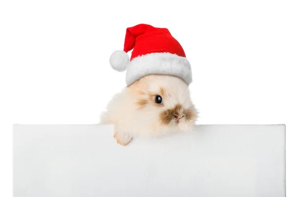 Cute Fluffy Bunny Santa Hat Blank Poster Isolated White — Stock Photo, Image