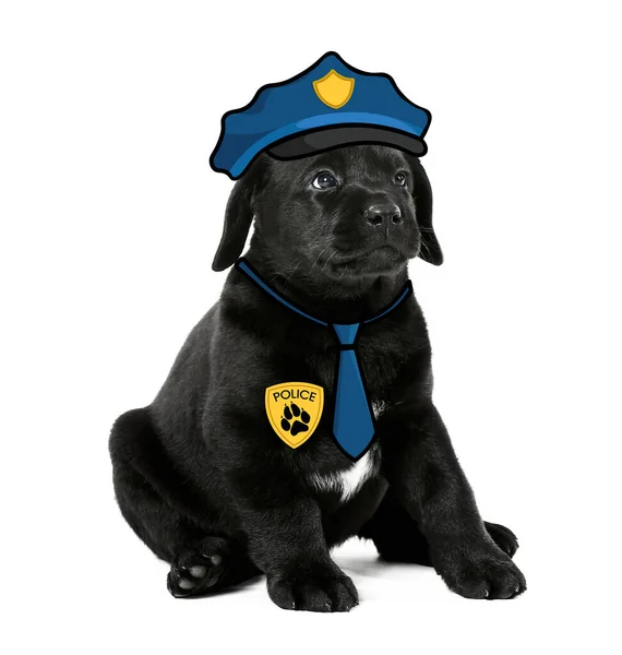可愛いですラブラドール子犬は白い背景に警察官として身に着けている — ストック写真