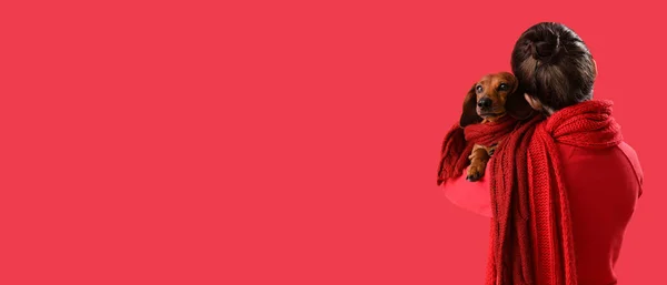 红色背景上的年轻女子和腊肠狗 有文字空间 — 图库照片