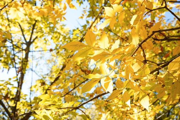 Tree Yellow Autumn Leaves Sunny Day — Stock Photo, Image