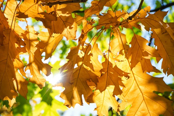 Tree Branches Beautiful Autumn Leaves Sunny Day Closeup — Stock Photo, Image