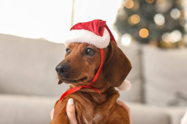 Noel Baba şapkalı şirin bir köpek ve Noel arifesinde ev sahibi, yakın plan.