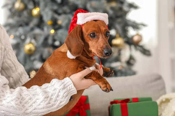 圣诞前夜 这只带着圣诞老人帽和主人在家里的可爱的腊肠狗 特写镜头 — 图库照片