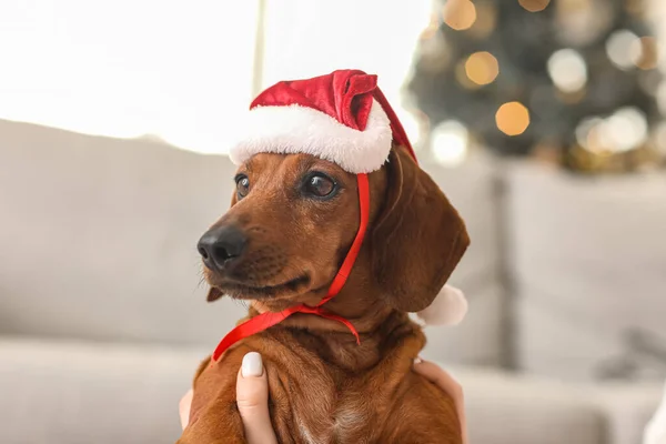 Niedlicher Dackelhund Mit Weihnachtsmütze Und Herrchen Hause Heiligabend Nahaufnahme — Stockfoto