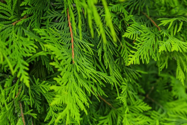 Green Juniper Branches Outdoors Closeup — Stock Photo, Image