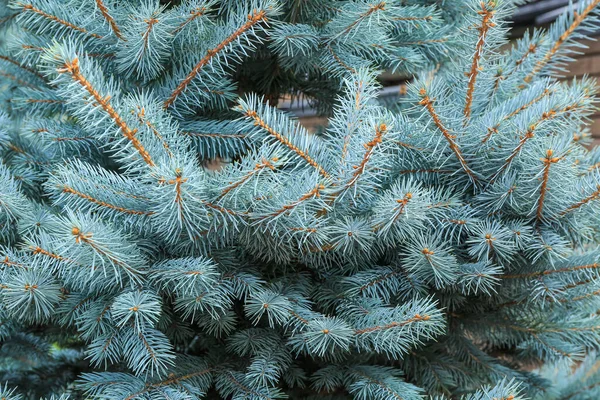 Beautiful Fir Tree Outdoors Closeup — Stock Photo, Image