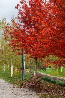 Banklı ve kırmızı ağaçlı sonbahar parkı manzarası