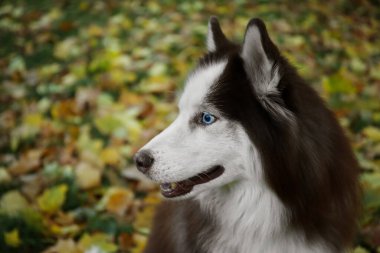 Sonbahar parkında komik Husky köpeği, yakın plan.