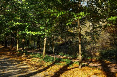 Sonbahar ormanındaki güzel ağaçların ve düşen yaprakların manzarası.
