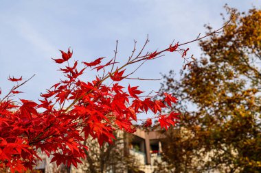 Sonbahar parkında kırmızı Japon akçaağacı, yakın plan.