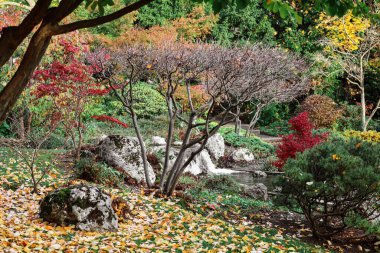Ağaçlar, düşen yapraklar ve taşlarla dolu sonbahar parkı manzarası