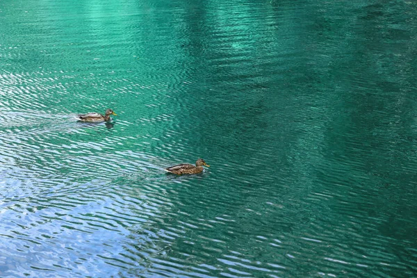 Ducks Swimming River Sunny Day — Stock Photo, Image
