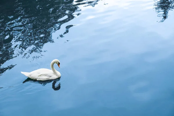 Gyönyörű Fehér Hattyú Úszik Folyóban — Stock Fotó