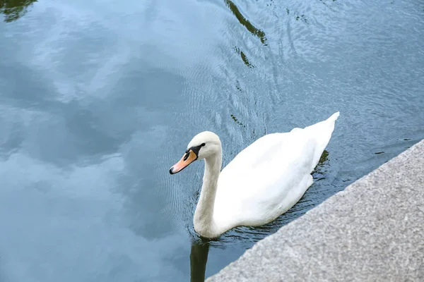 Bellissimo Cigno Bianco Che Nuota Nel Fiume — Foto Stock