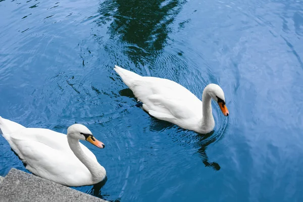 Gyönyörű Fehér Hattyúk Úszkálnak Folyóban — Stock Fotó