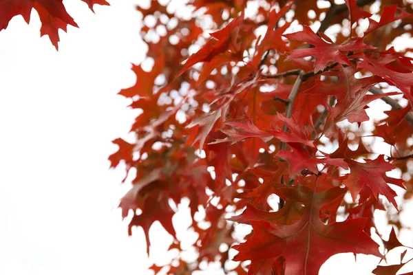 Drzewo Czerwonymi Liśćmi Jesiennym Parku Zbliżenie — Zdjęcie stockowe