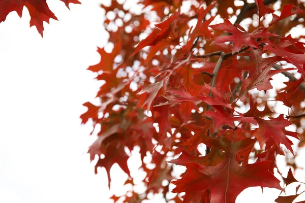 Arbre Feuilles Rouges Dans Parc Automne Gros Plan — Photo