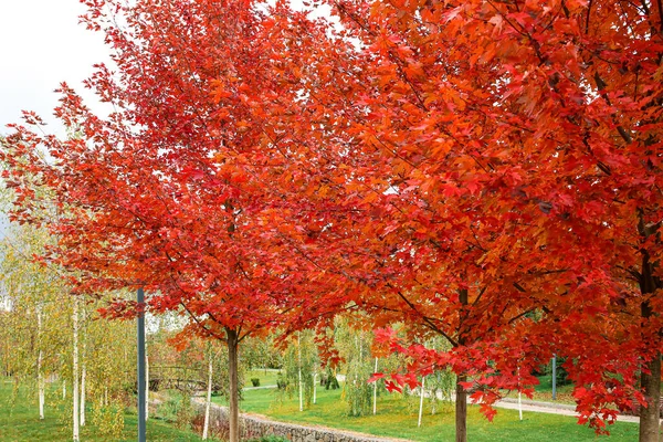 Деревья Красными Листьями Осеннем Парке — стоковое фото