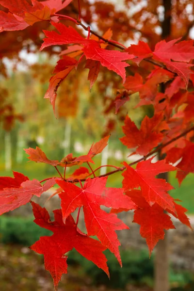 Дерево Красными Листьями Осеннем Парке Крупный План — стоковое фото