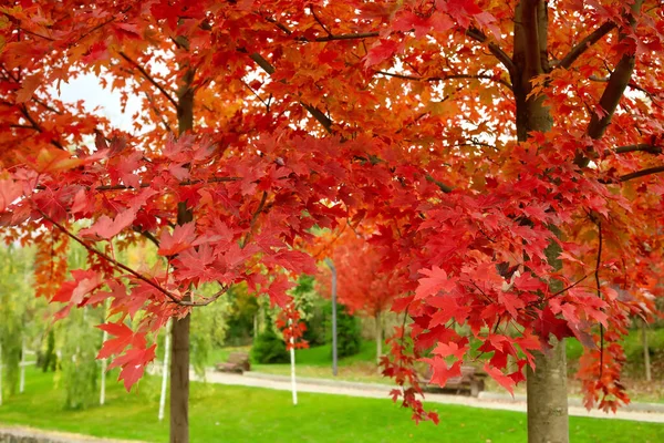 Дерева Червоним Листям Осінньому Парку — стокове фото