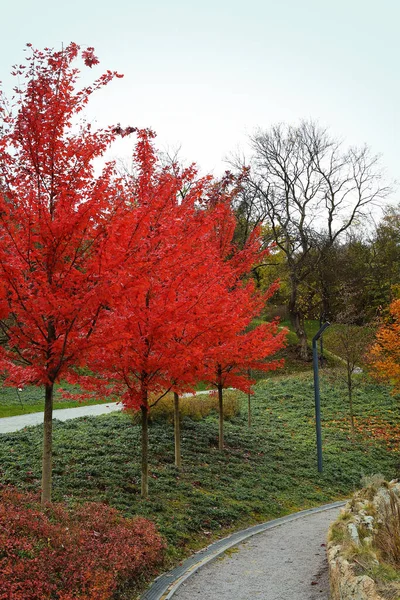 Träd Med Röda Löv Höstparken — Stockfoto