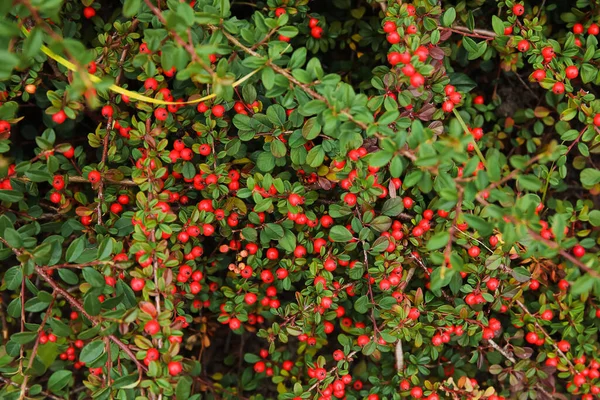Rostlina Červenými Bobulemi Parku Detailní Záběr — Stock fotografie