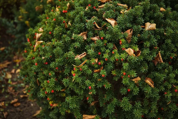 Evergreen Växt Med Röda Bär Höstparken Närbild — Stockfoto
