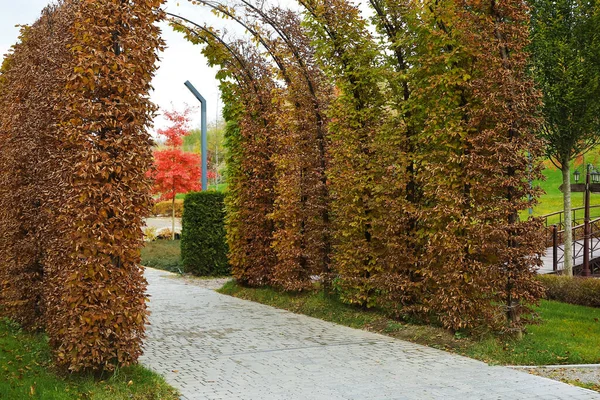 View Beautiful Tree Arch Autumn Park — Stock Photo, Image