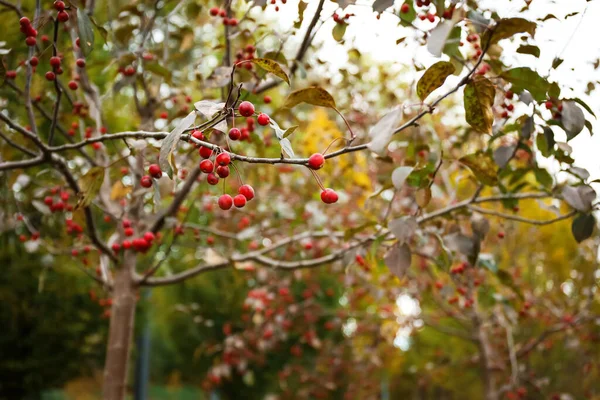秋の公園で赤い果実の木の枝 クローズアップ — ストック写真