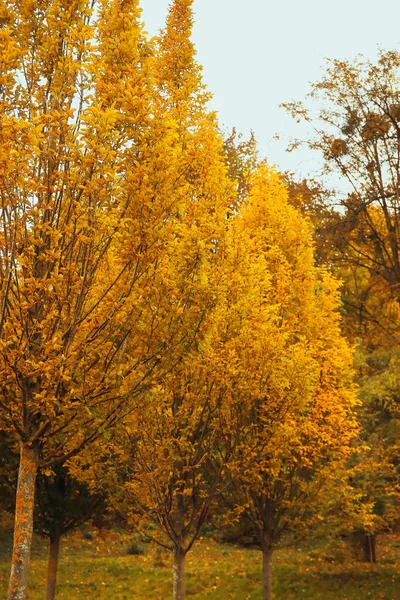 Vackra Träd Med Gyllene Löv Höstparken — Stockfoto
