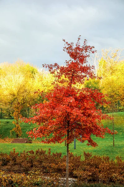Красивое Дерево Красными Листьями Осеннем Парке — стоковое фото