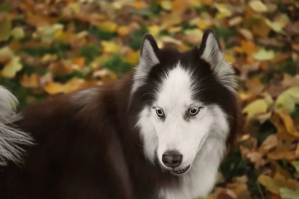 Αστεία Husky Σκυλί Στο Πάρκο Φθινόπωρο Closeup — Φωτογραφία Αρχείου