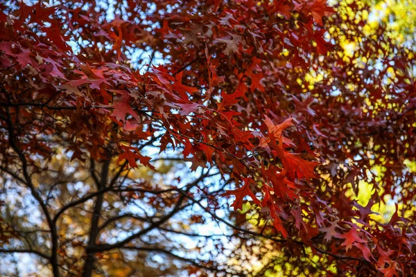 Strom Červenými Listy Podzimním Lese Detailní Záběr — Stock fotografie