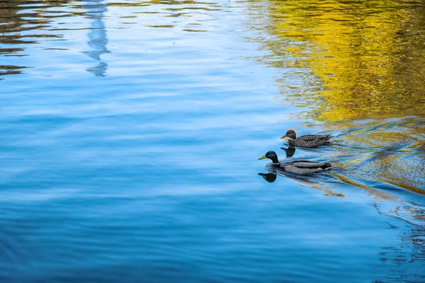 Kacsák Úsznak Folyóban Napsütéses Napon — Stock Fotó