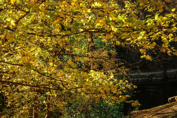 Sonbahar ormanında sarı yapraklı güzel bir ağaç.