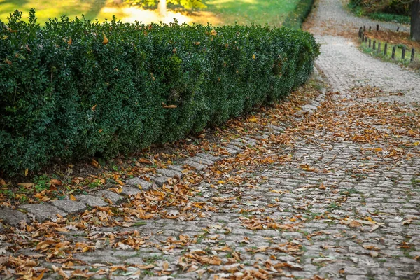 Vista Beco Com Folhas Caídas Arbustos Verdes Parque Outono — Fotografia de Stock