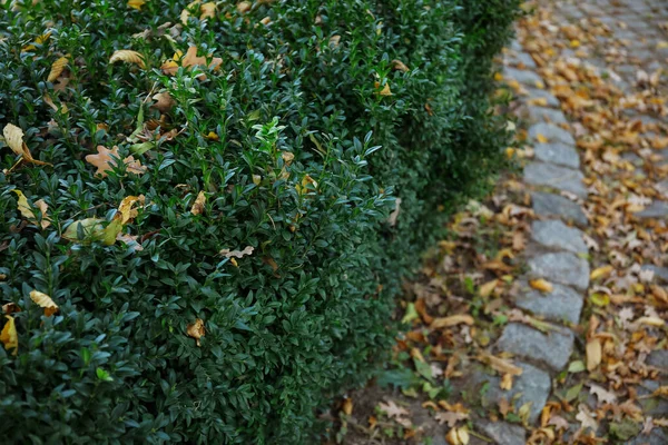 秋の公園に落ちた葉を持つ緑の茂み クローズアップ — ストック写真