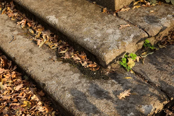 秋天公园落叶的台阶 — 图库照片