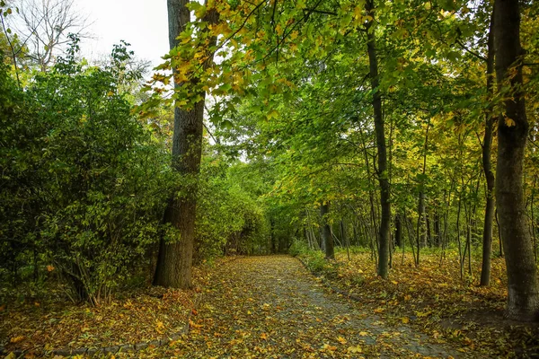 Pohled Podzimní Park Uličkou Stromy Spadlými Listy — Stock fotografie