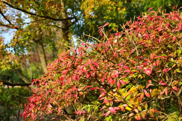 stock image Beautiful bush with red leaves in autumn park, closeup