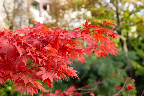 Arce Rojo Japonés Parque Otoño Primer Plano — Foto de Stock