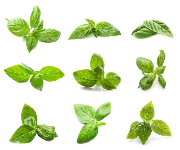 Set Green Basil Leaves Isolated White — Stock Photo, Image