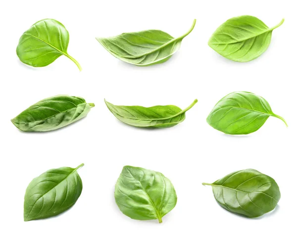 stock image Set of fresh basil leaves isolated on white