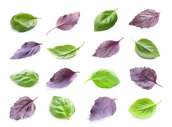 Set of purple and green basil leaves isolated on white