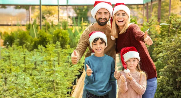 Família Chapéus Santa Escolher Árvore Natal Estufa — Fotografia de Stock