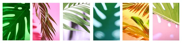 Collage Fresh Tropical Leaves Shadows Color Background — Stock Photo, Image