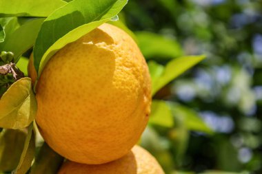 Açık havada sarı limonlu ağaç, yakın plan.