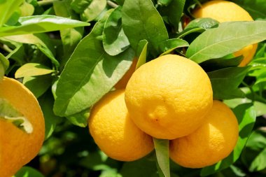 Açık havada sarı limonlu ağaç, yakın plan.
