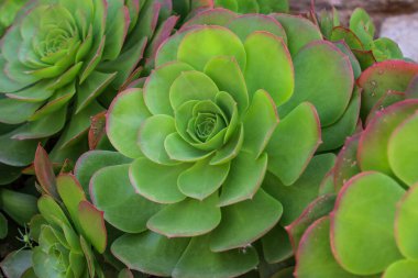 Güzel, sulu, açık havada yetişen, yakın çekim.