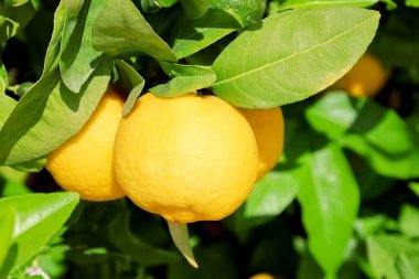 Açık havada sarı limonlu ağaç, yakın plan.